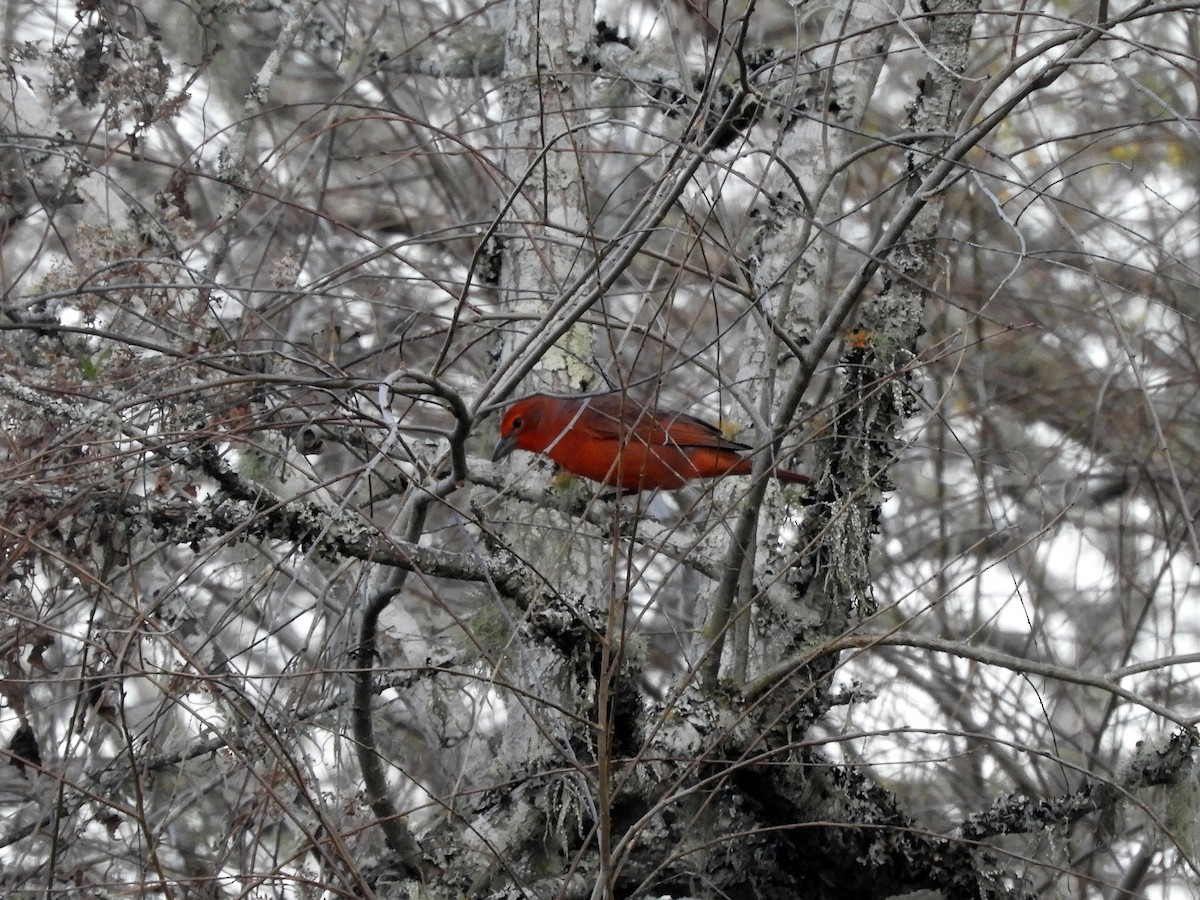 Hepatic Tanager - ML461767181
