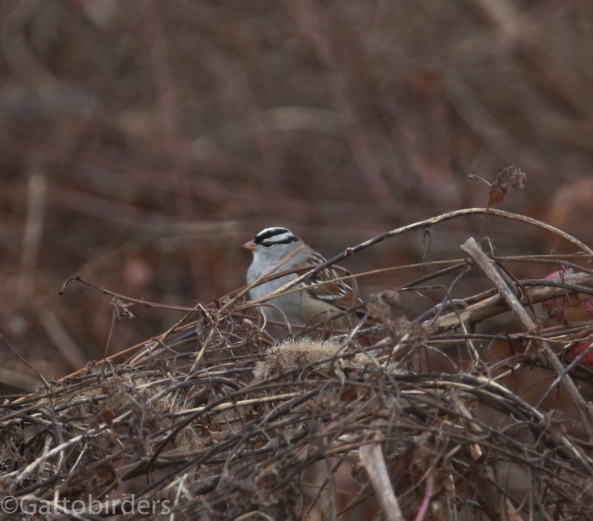 White-crowned Sparrow - ML46176721