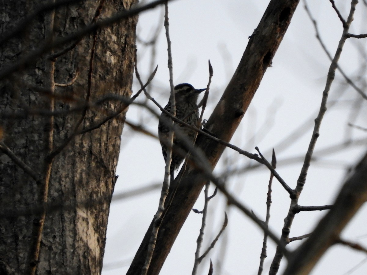 Checkered Woodpecker - ML461767361