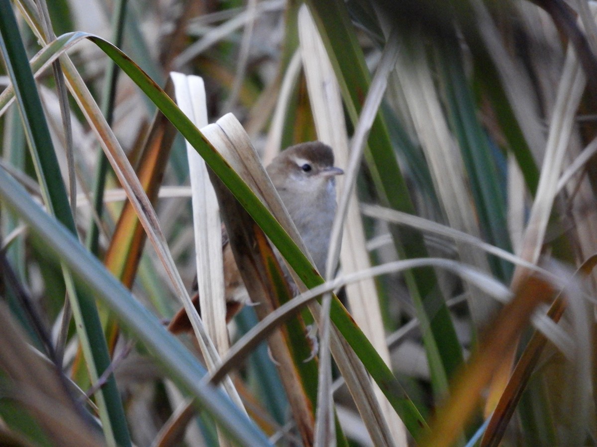 Curve-billed Reedhaunter - ML461767521