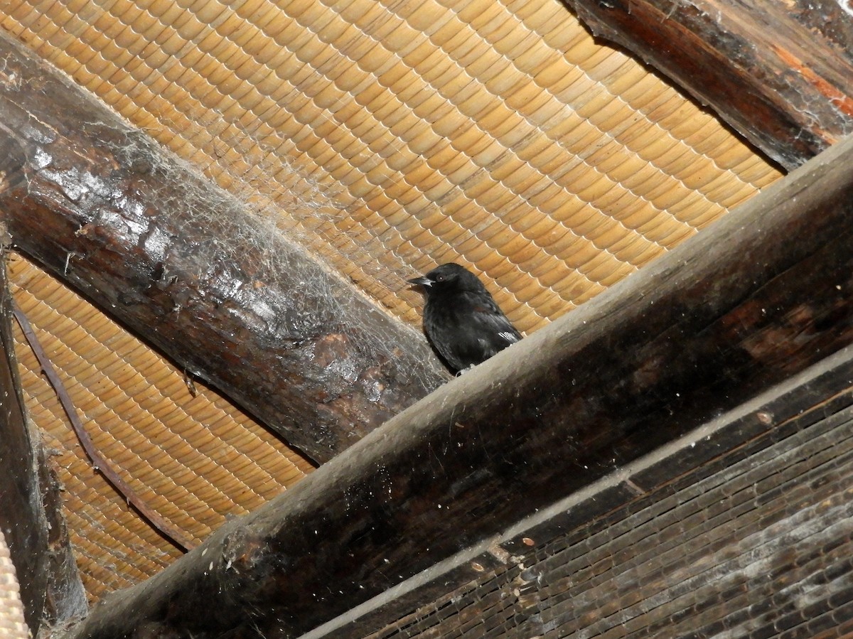 Variable Oriole - ML461767671