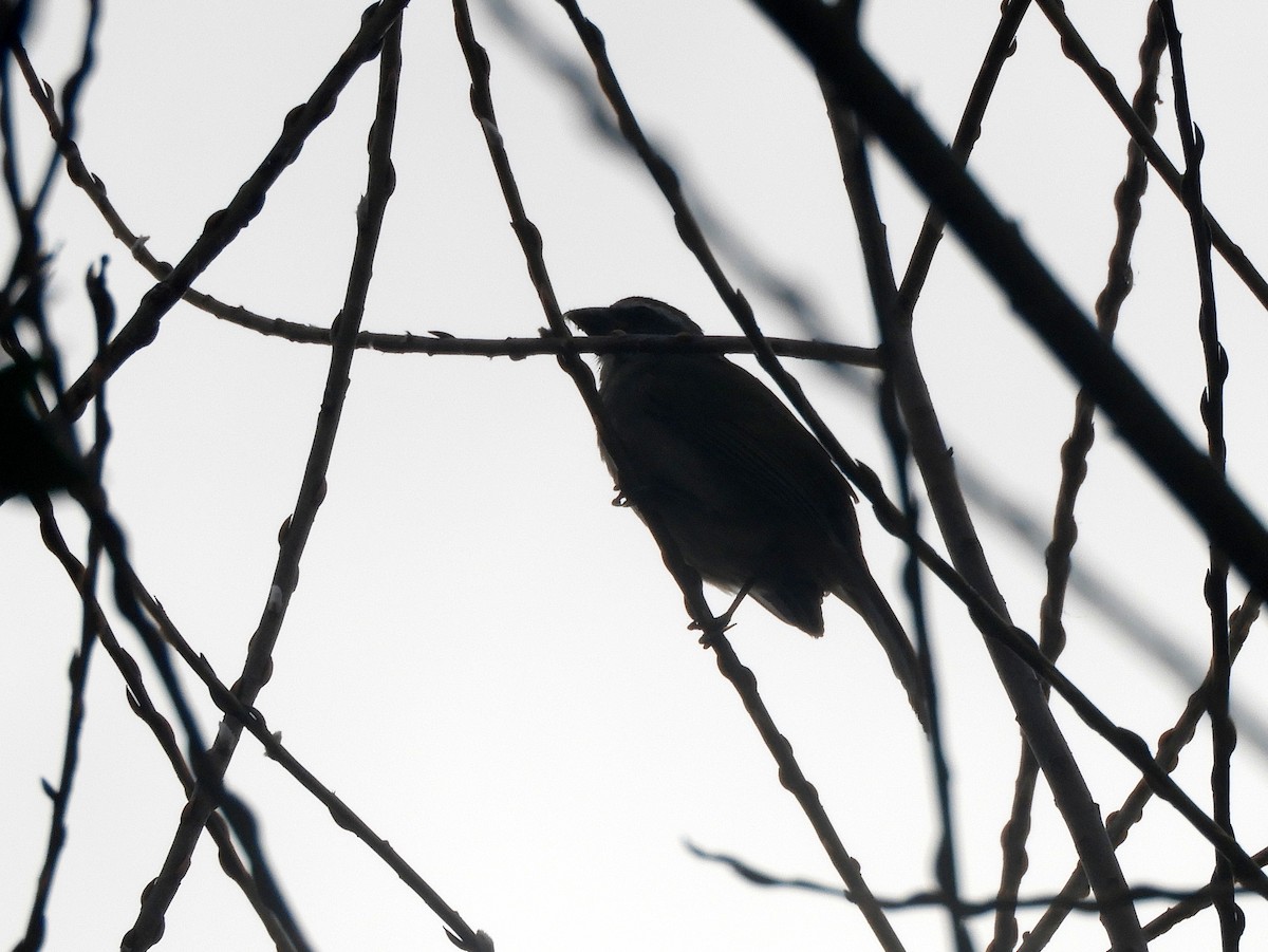 Green-winged Saltator - ML461768271