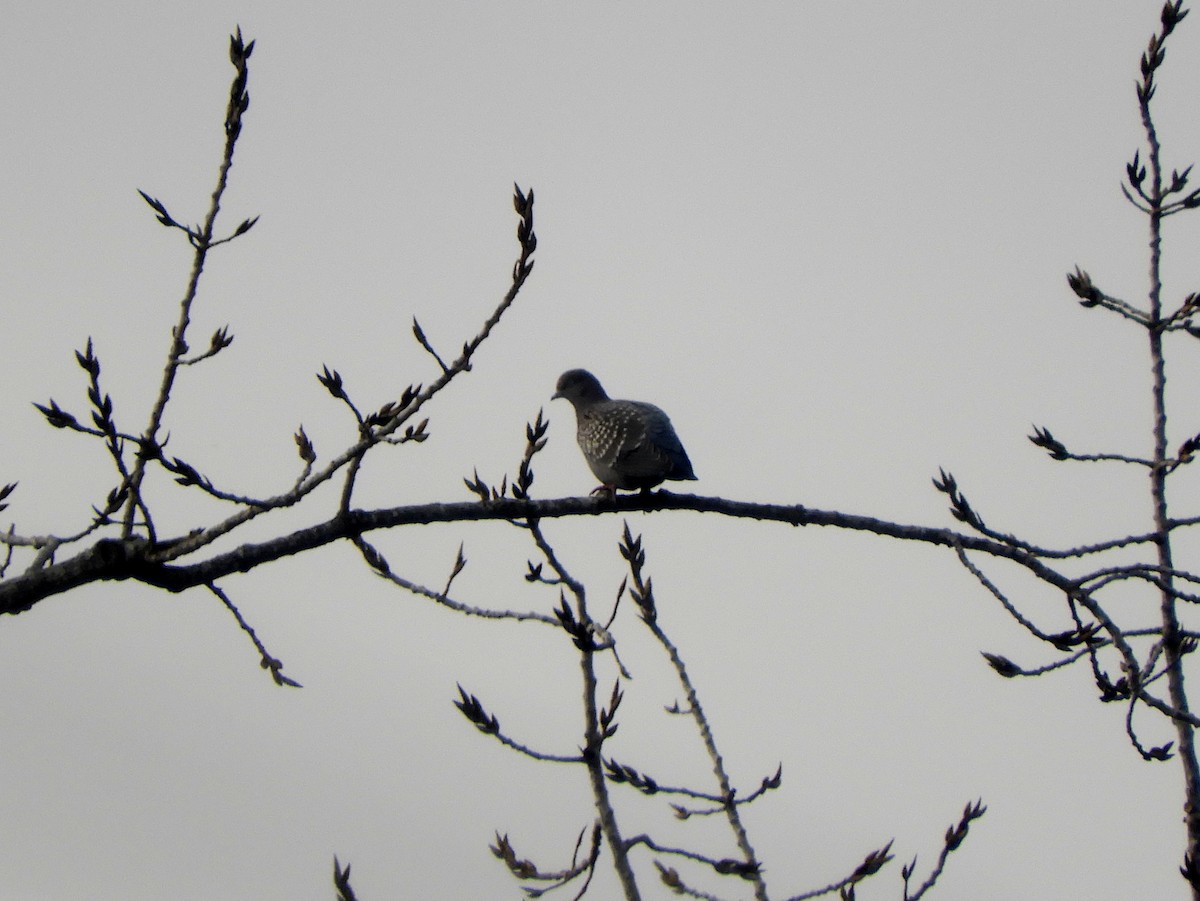 Spot-winged Pigeon - ML461768361