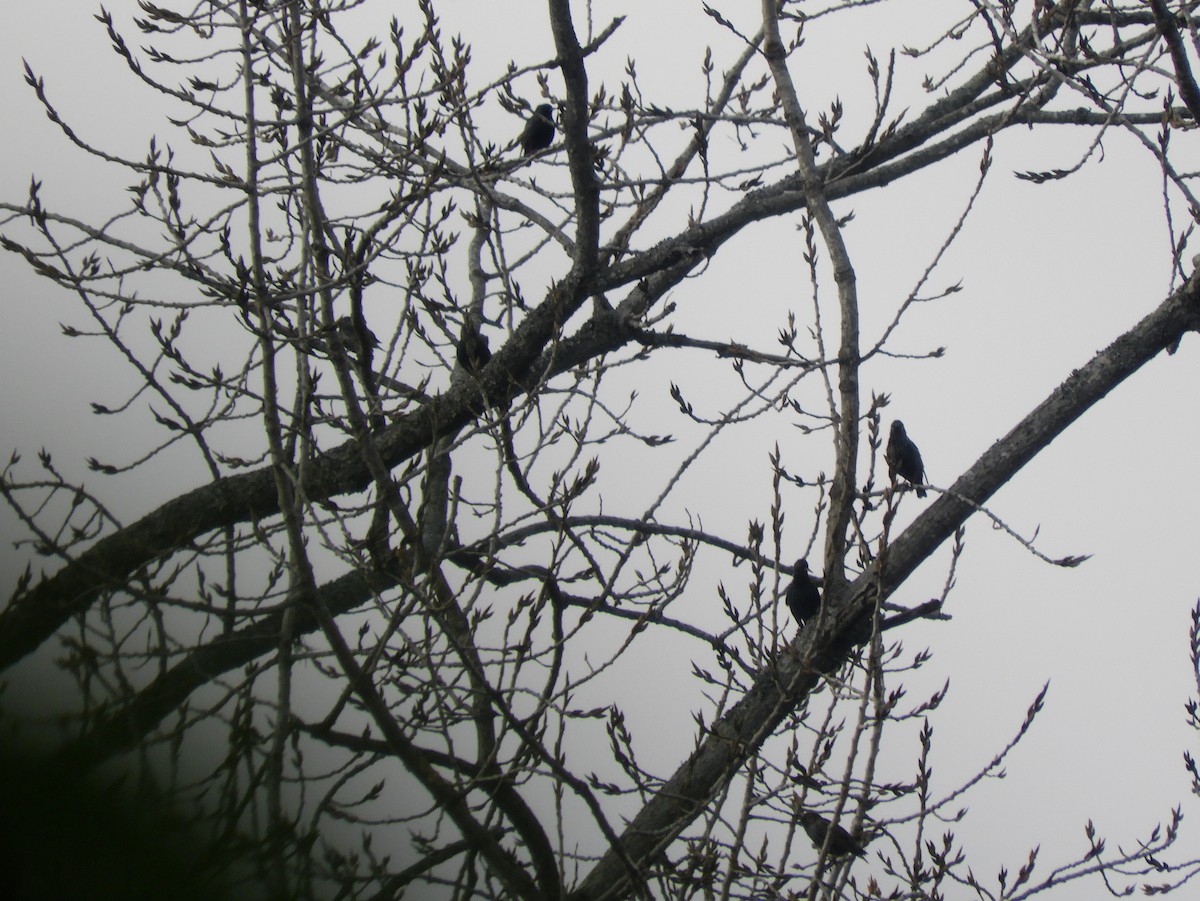European Starling - ML461768401