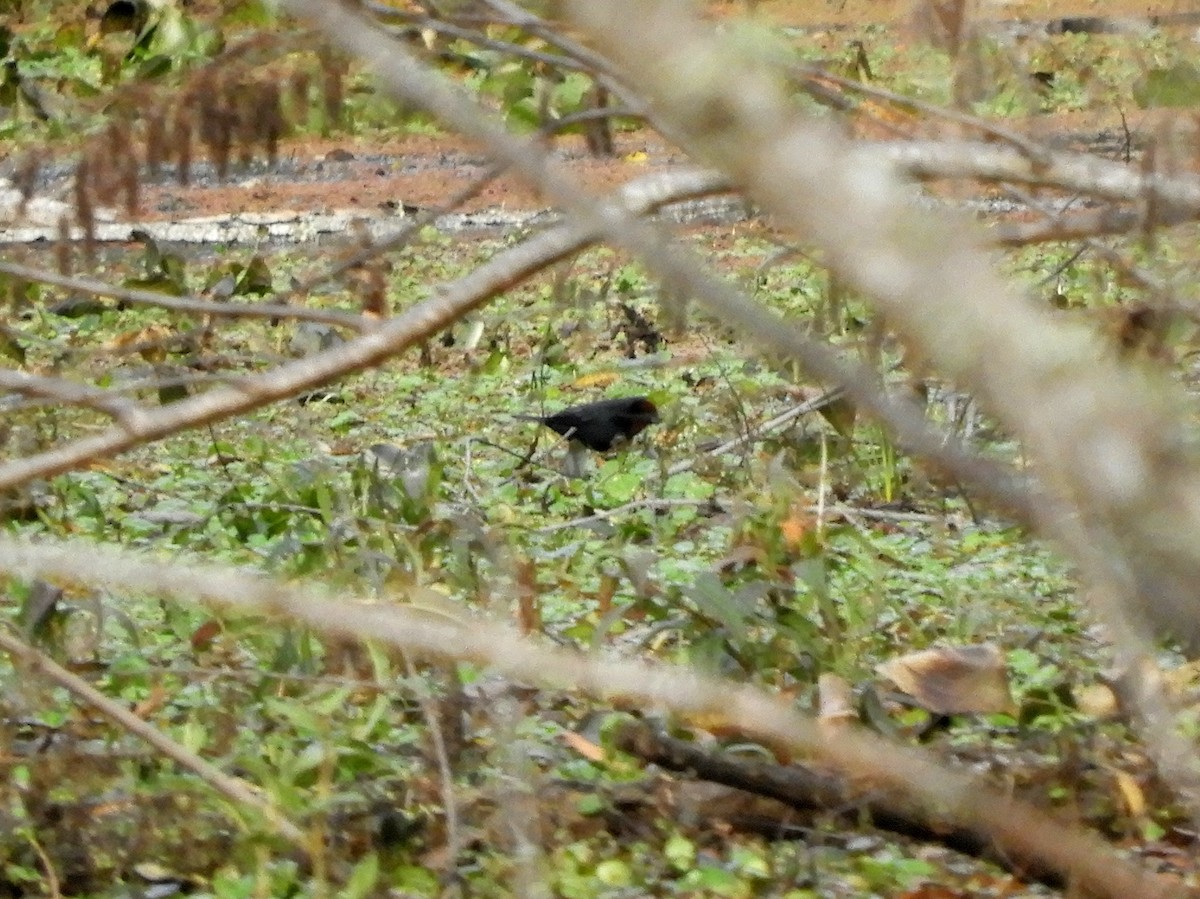Chestnut-capped Blackbird - ML461768531