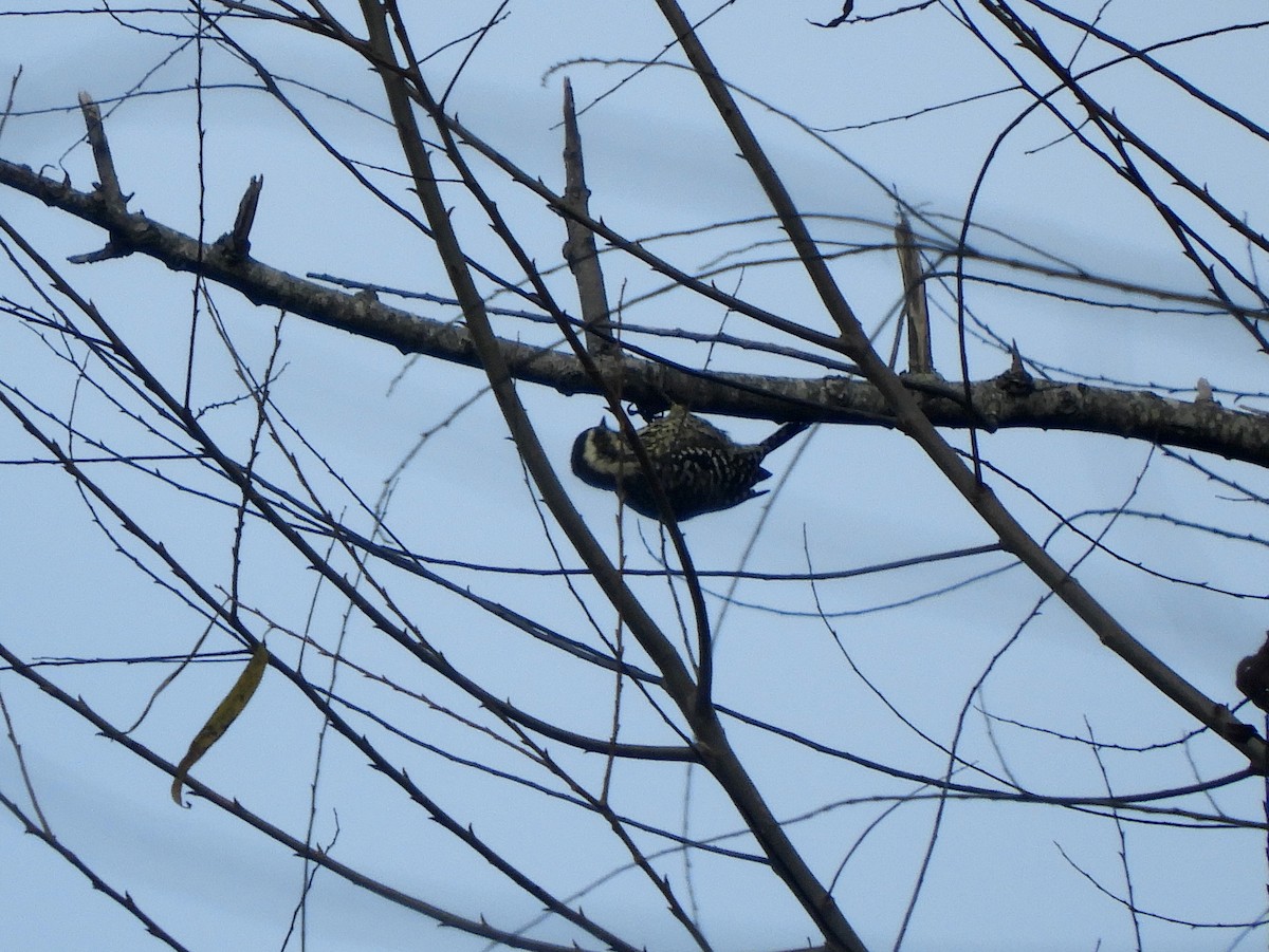 Checkered Woodpecker - ML461768661