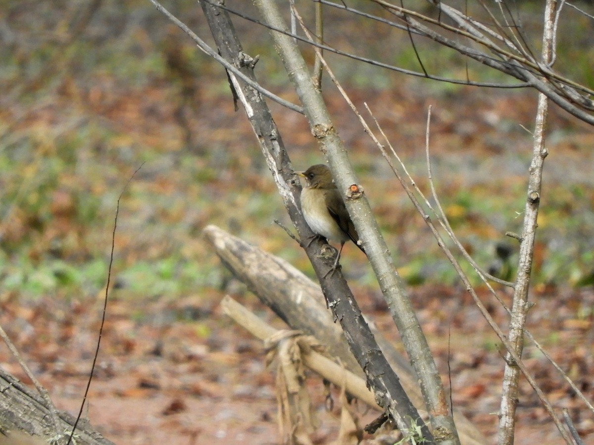 Creamy-bellied Thrush - ML461768781