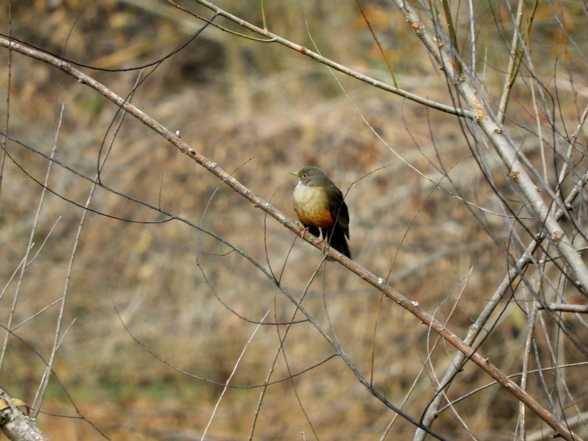 Rufous-bellied Thrush - ML461768811