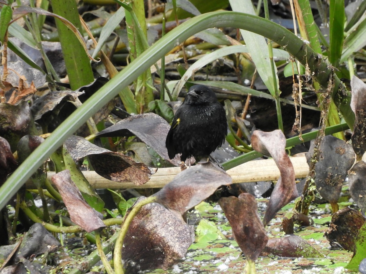 Yellow-winged Blackbird - ML461768961