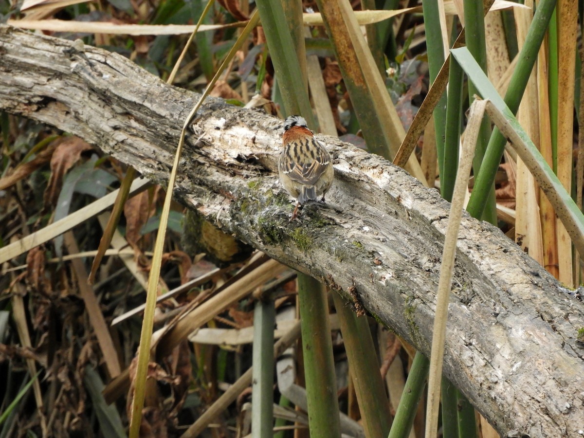 Rufous-collared Sparrow - ML461769111