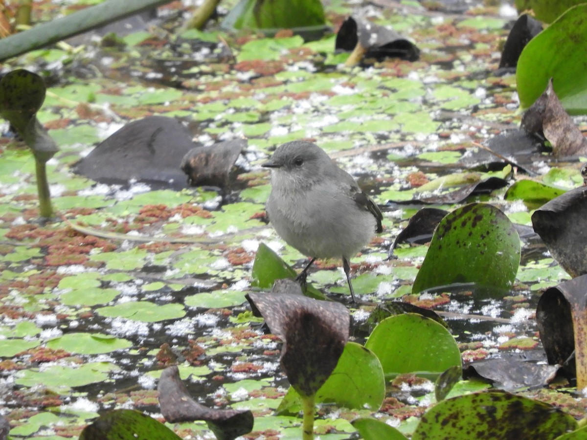 Sooty Tyrannulet - ML461769221