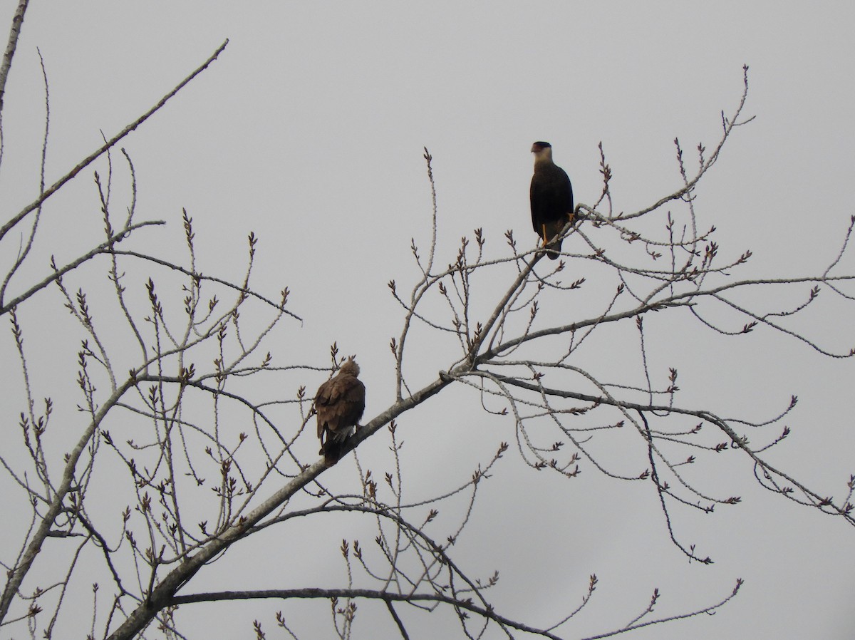 Crested Caracara - ML461769371