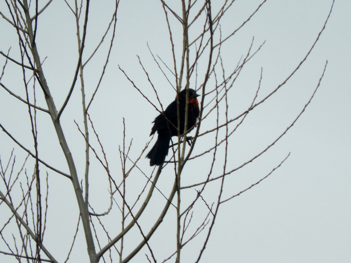 Scarlet-headed Blackbird - ML461769521