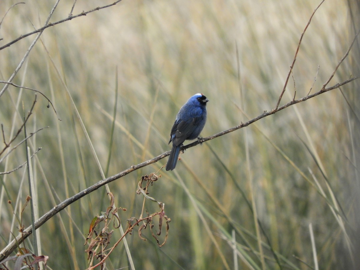 Diademed Tanager - ML461769591