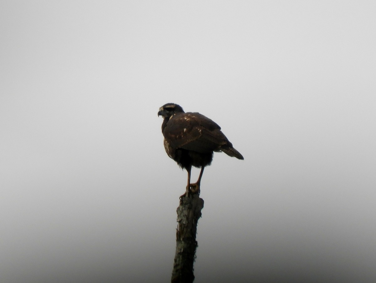 Harris's Hawk - ML461769661