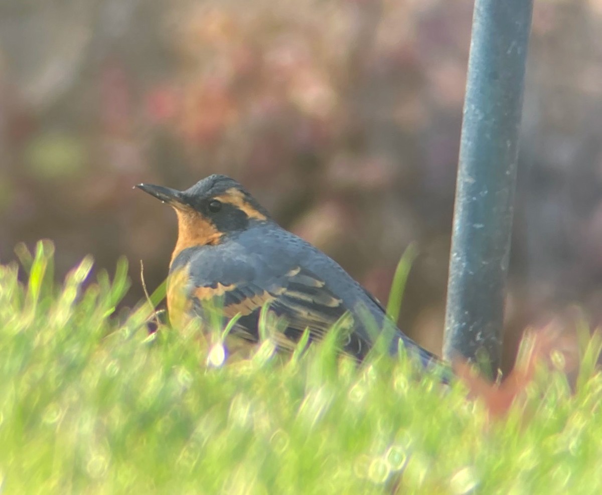 Varied Thrush - ML461769881