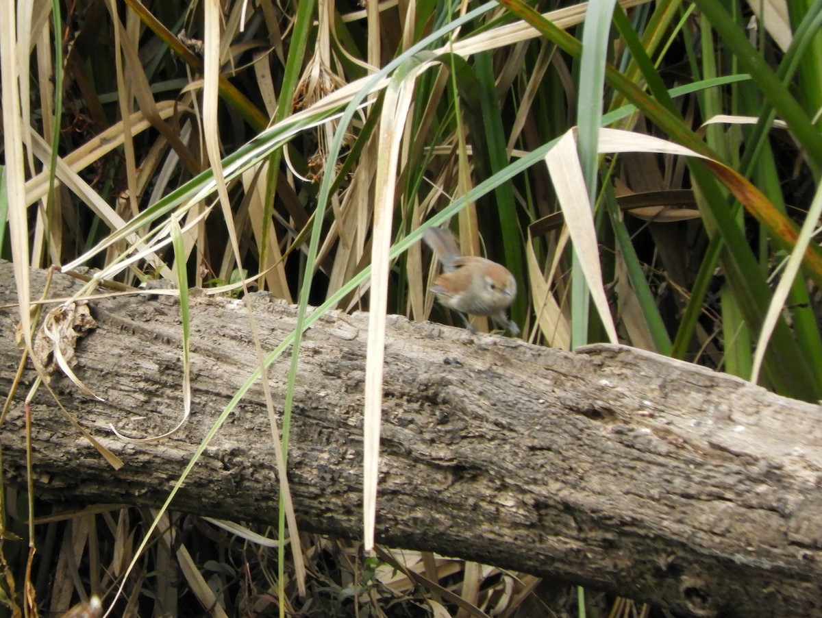 Rufous-capped Antshrike - ML461769941