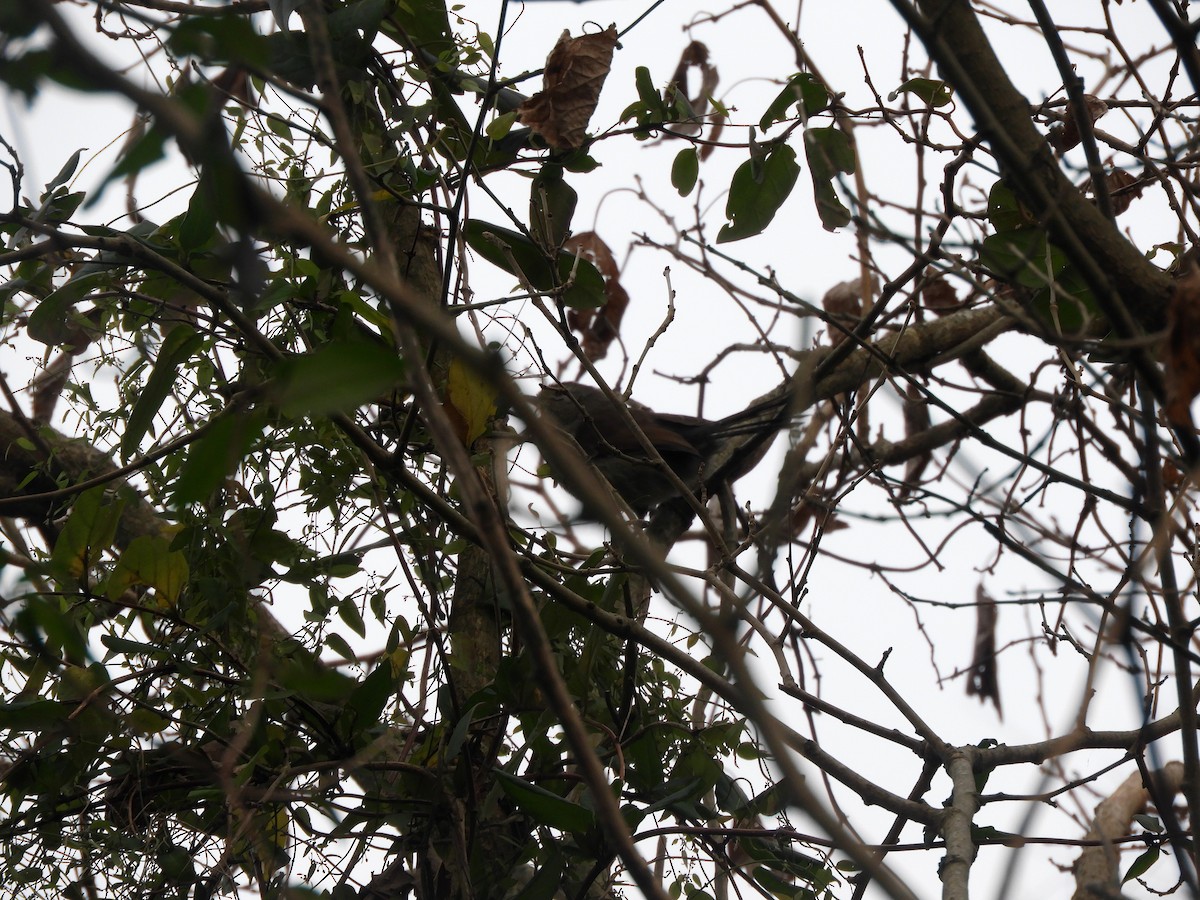 Spix's Spinetail - ML461769981