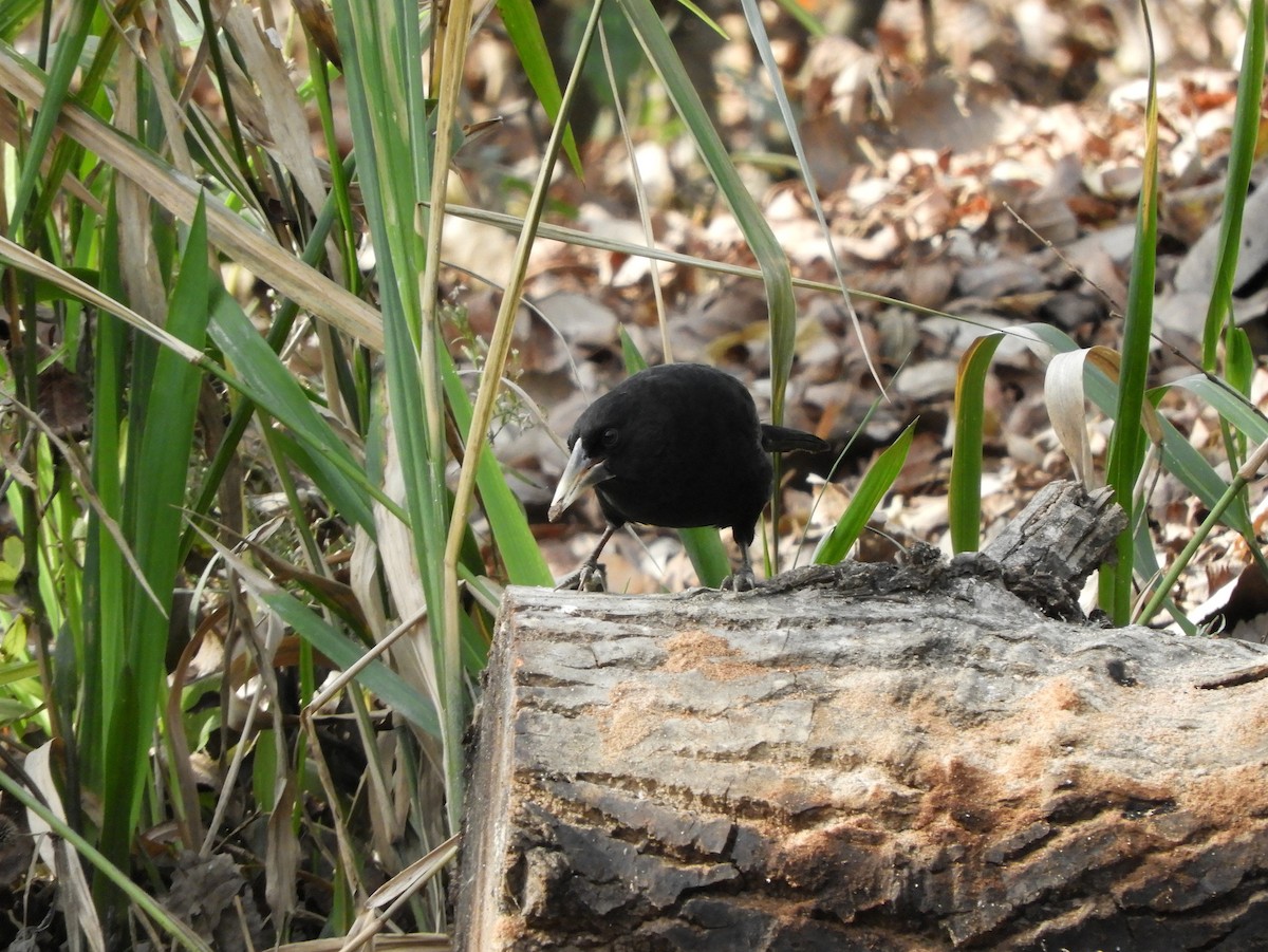 Solitary Black Cacique - ML461770251