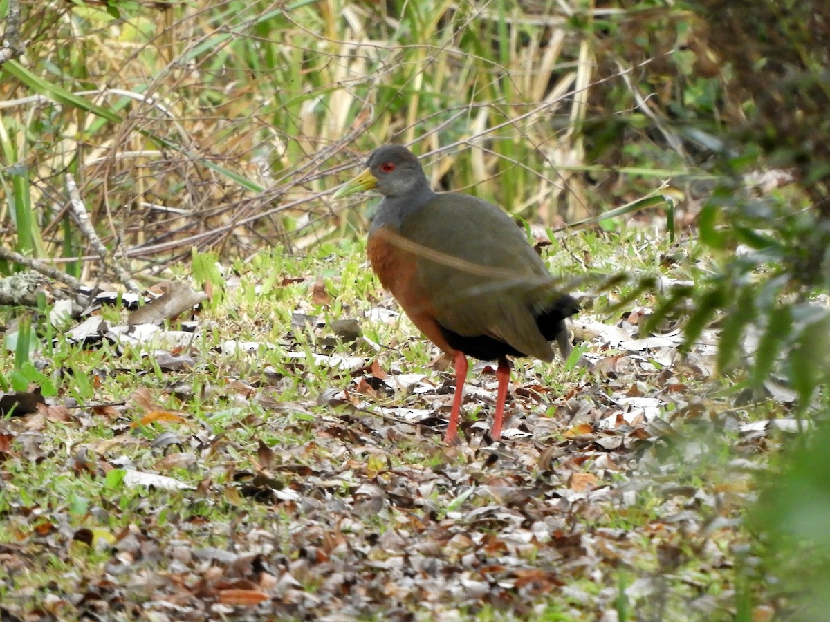 Gray-cowled Wood-Rail - ML461770461