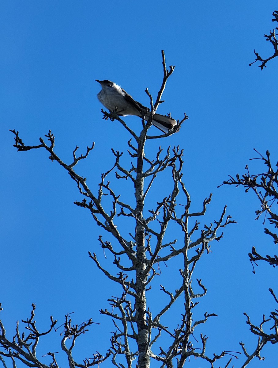 Northern Mockingbird - ML461771431