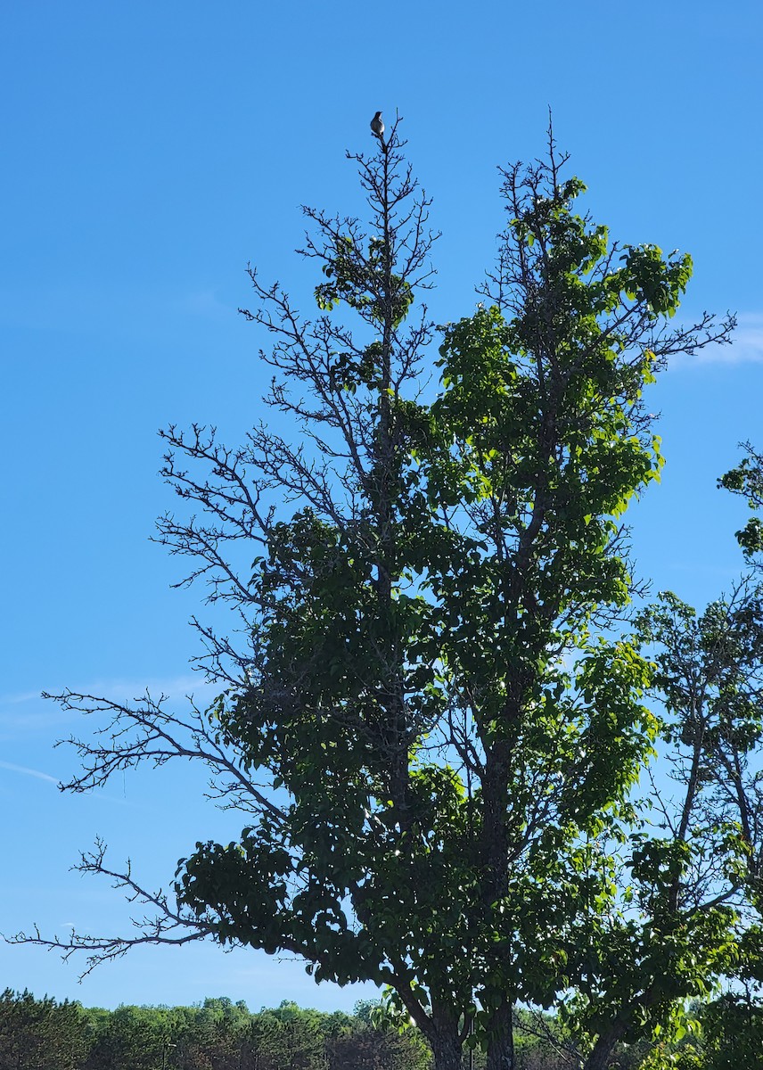 Northern Mockingbird - ML461771451