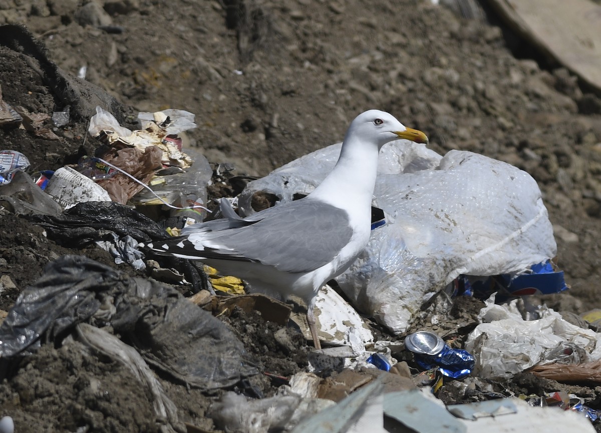 Herring Gull (Vega) - Clive Harris