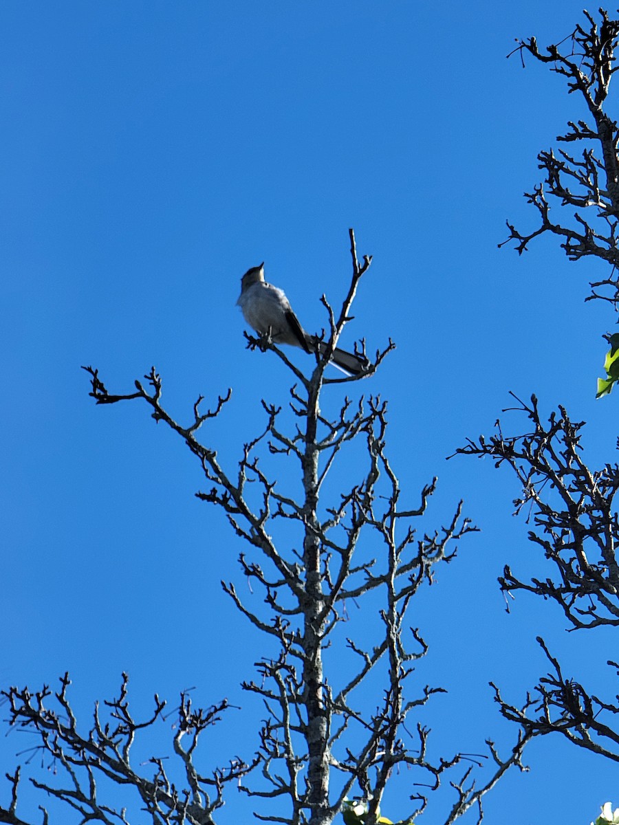 Northern Mockingbird - ML461771671