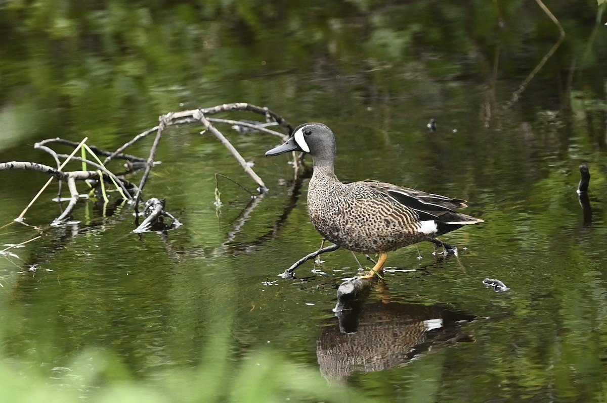 Blue-winged Teal - ML461772261