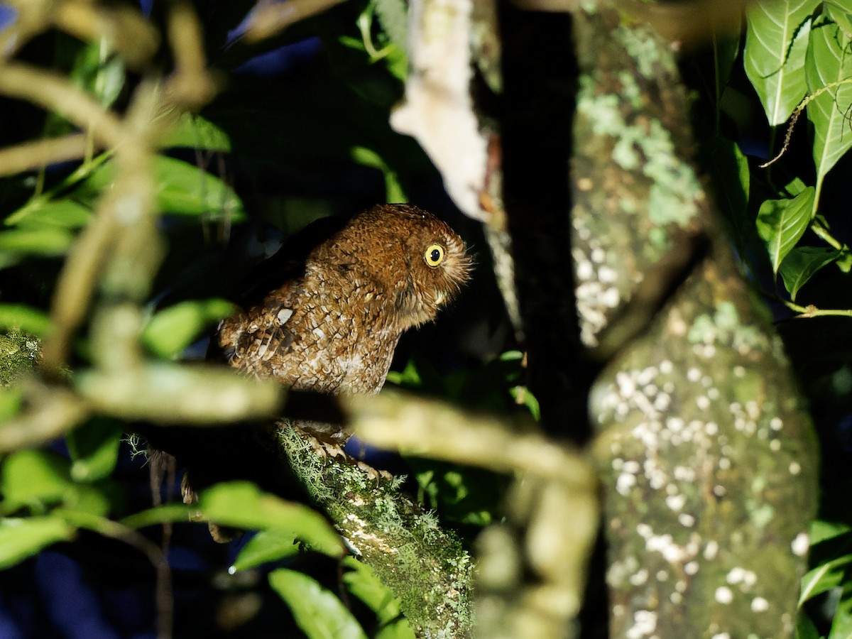 Bare-shanked Screech-Owl - Chris Allen