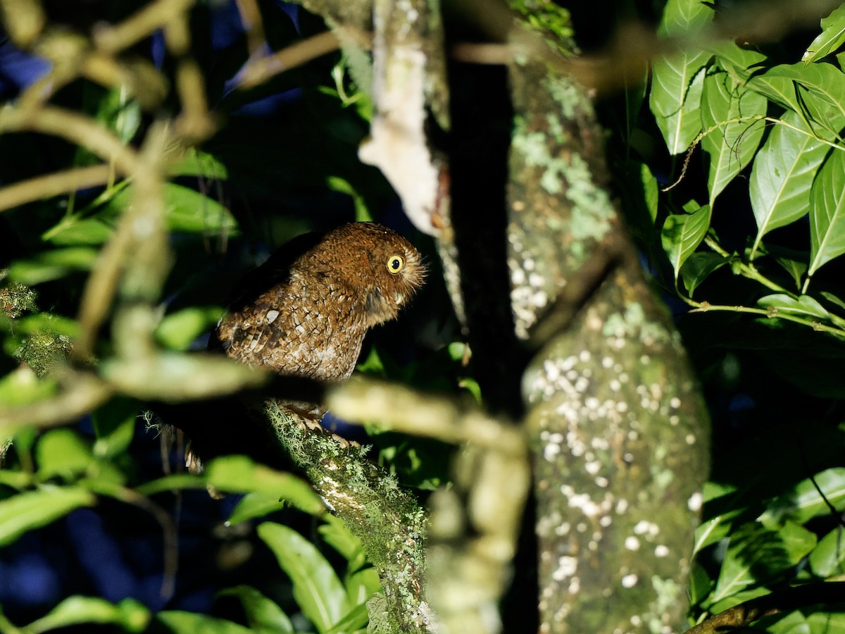 Bare-shanked Screech-Owl - ML461772731