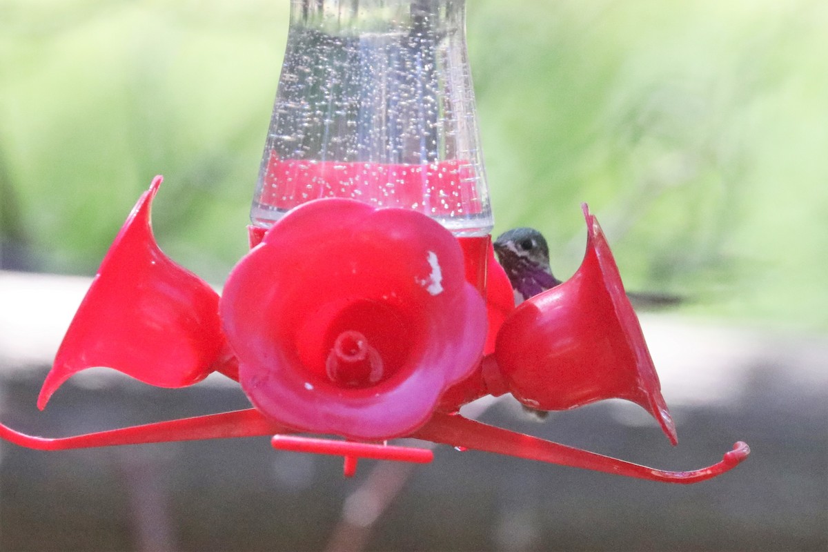 Calliope Hummingbird - ML461773891