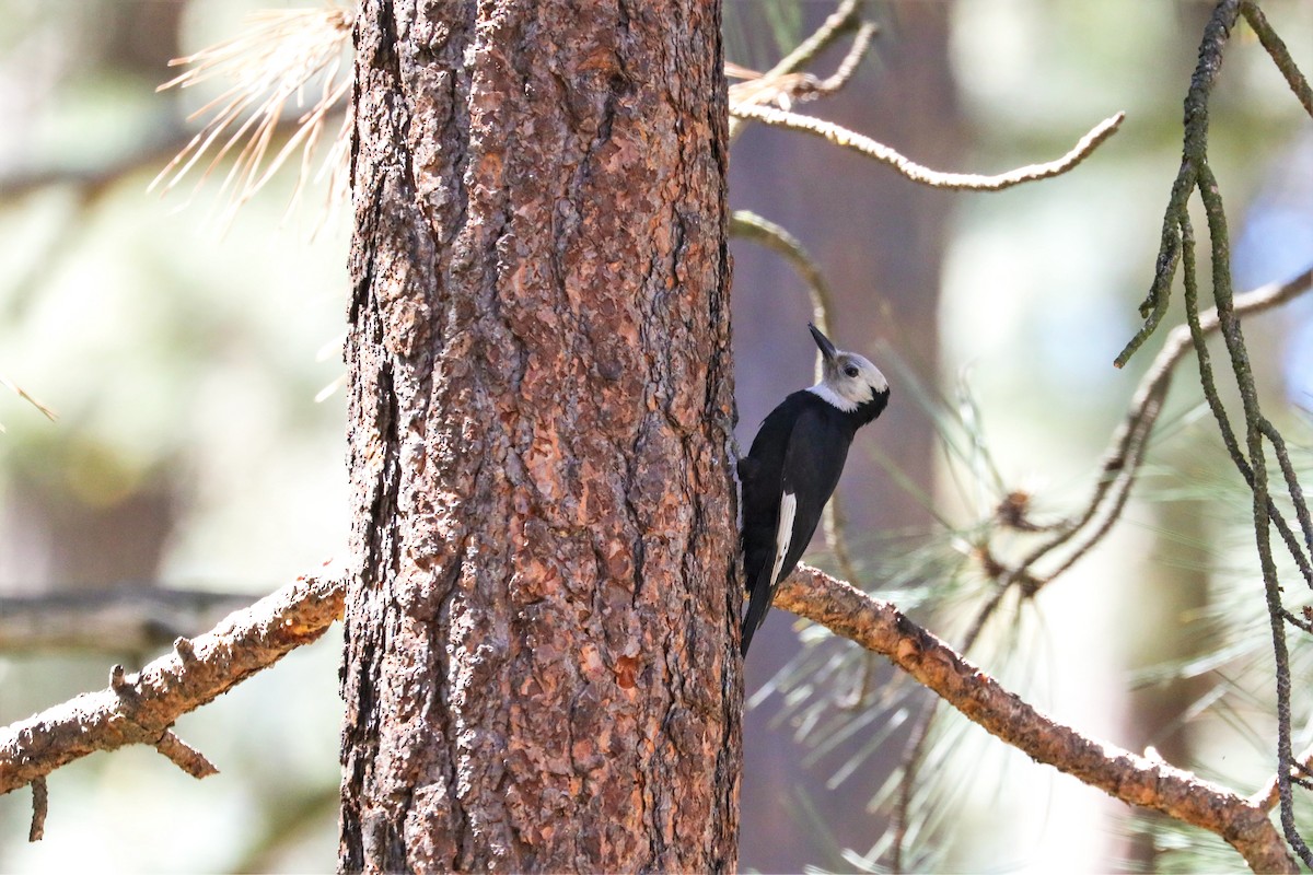 White-headed Woodpecker - ML461774161