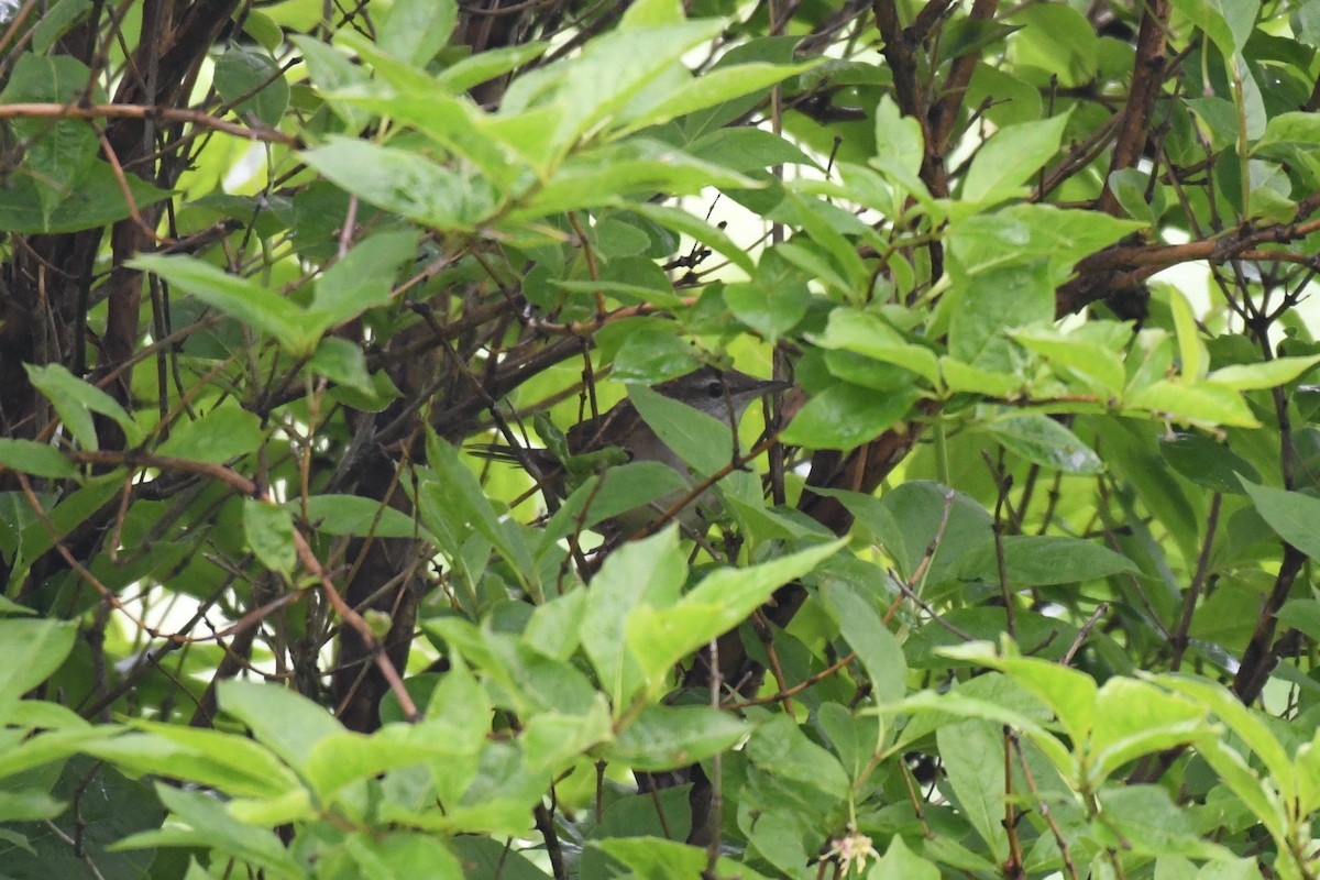 Sakhalin Grasshopper Warbler - ML461775361