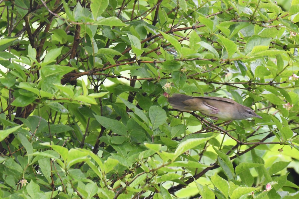 Sakhalin Grasshopper Warbler - ML461775371