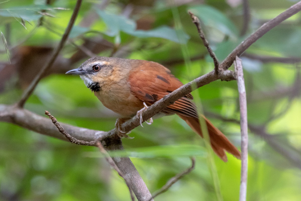 Ochre-cheeked Spinetail - ML461776921