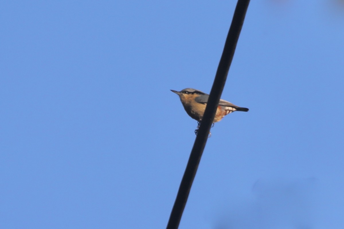 Chestnut-vented Nuthatch - ML461777061