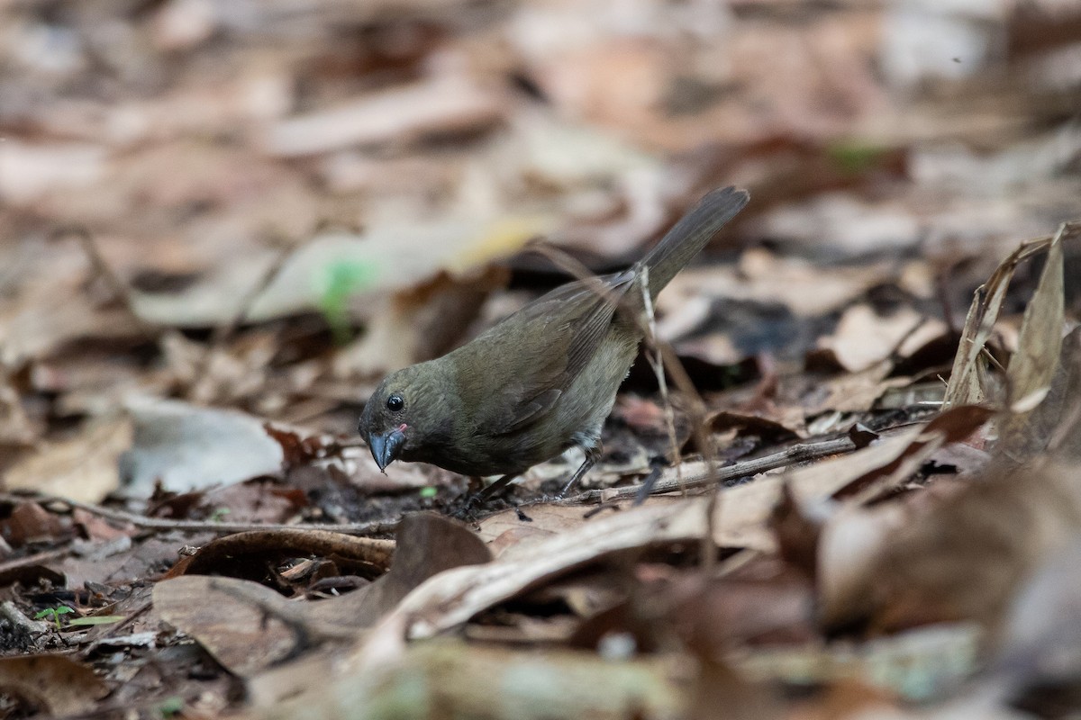 Sooty Grassquit - ML461777191