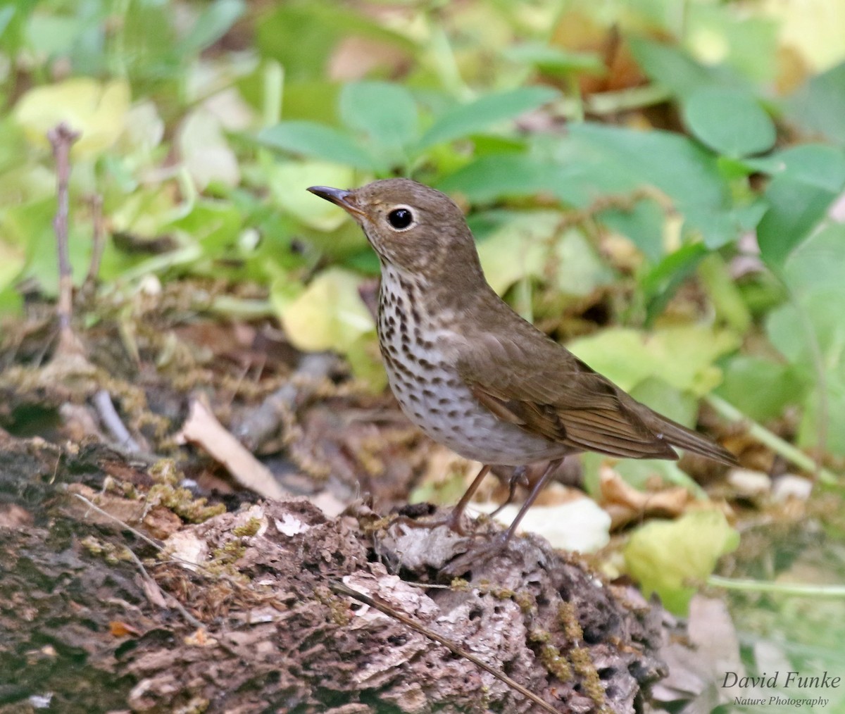 Swainson's Thrush - ML461777461