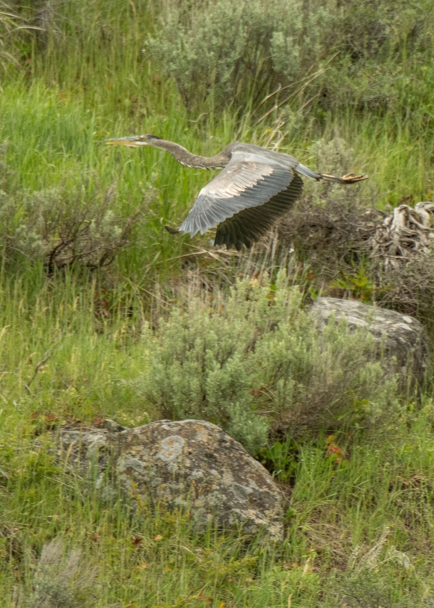 Garza Azulada - ML461778271