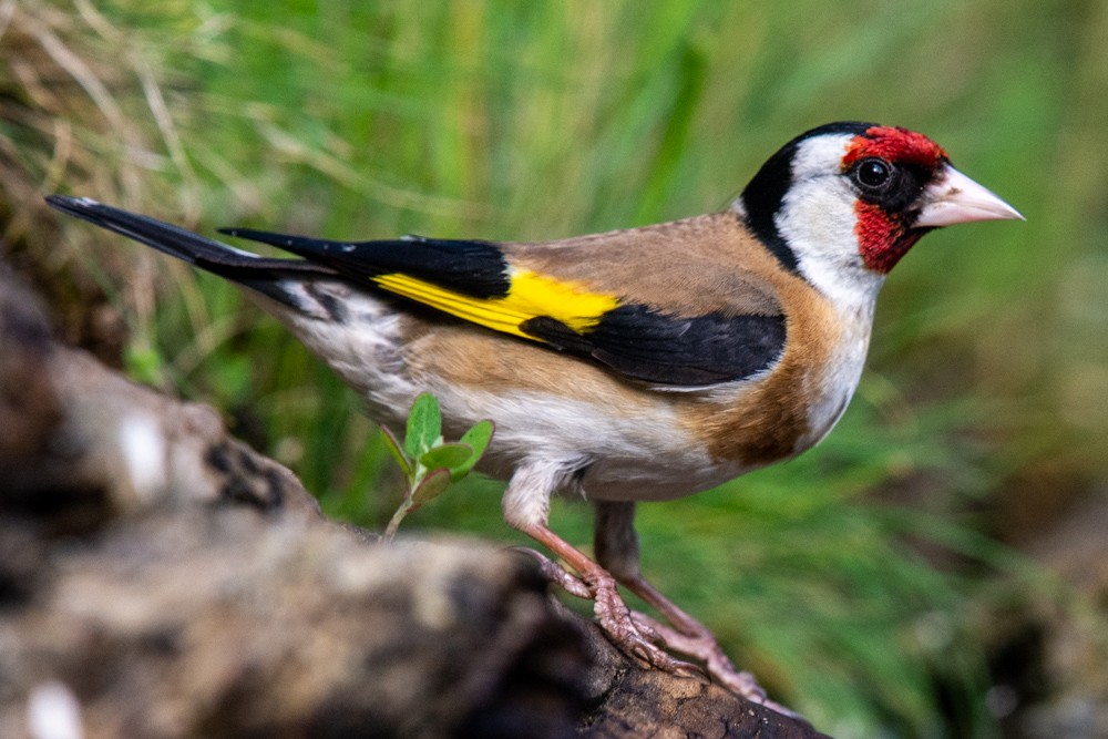 European Goldfinch - Pauline Yeckley