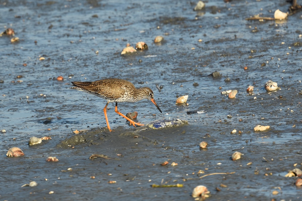 Common Redshank - ML461780131