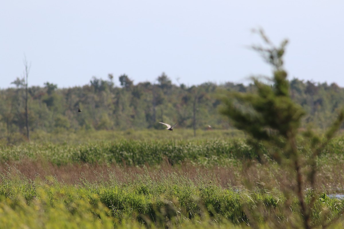 Black Tern - Max Epstein