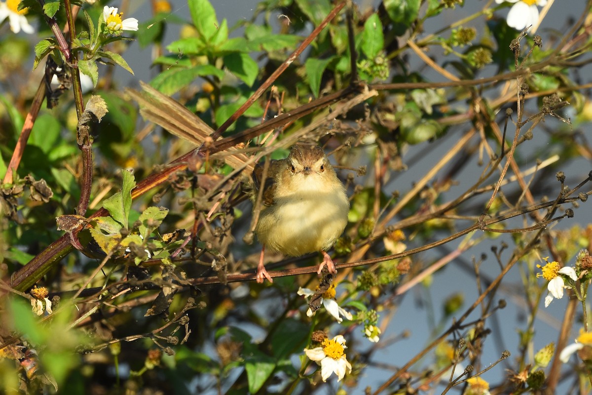 Plain Prinia - ML461780291