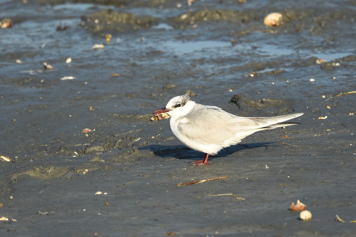 Whiskered Tern - ML461780311