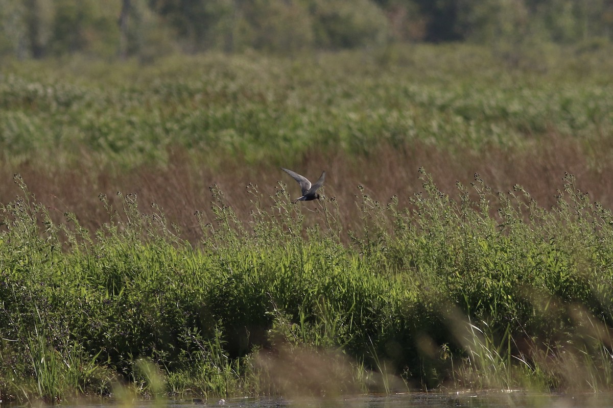 Black Tern - ML461780331