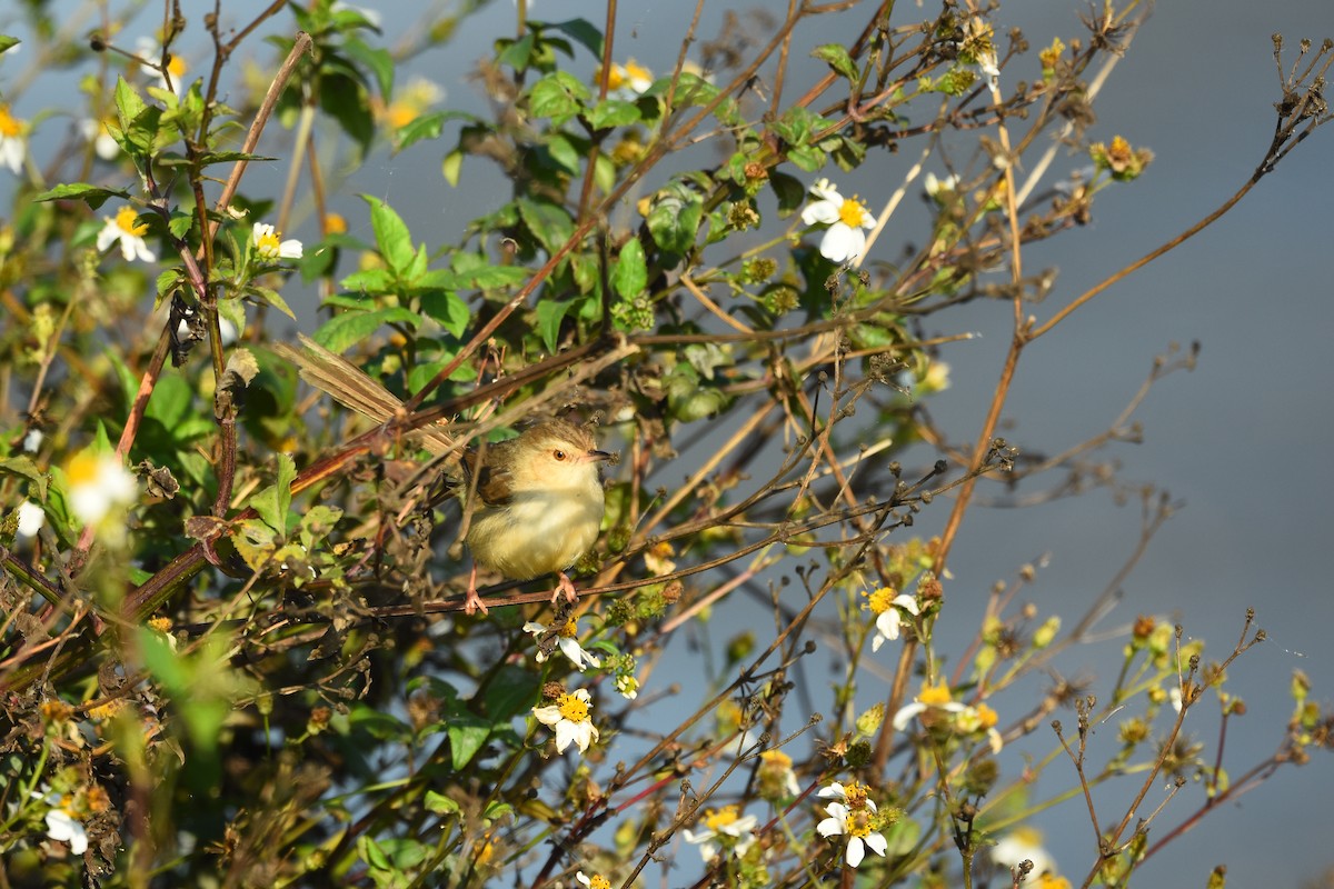 Plain Prinia - ML461780381