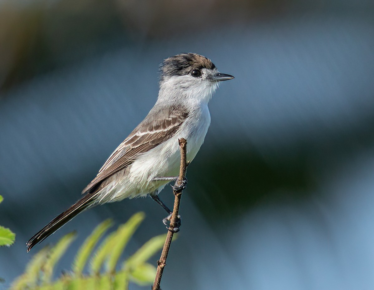 White-naped Xenopsaris - ML461780481