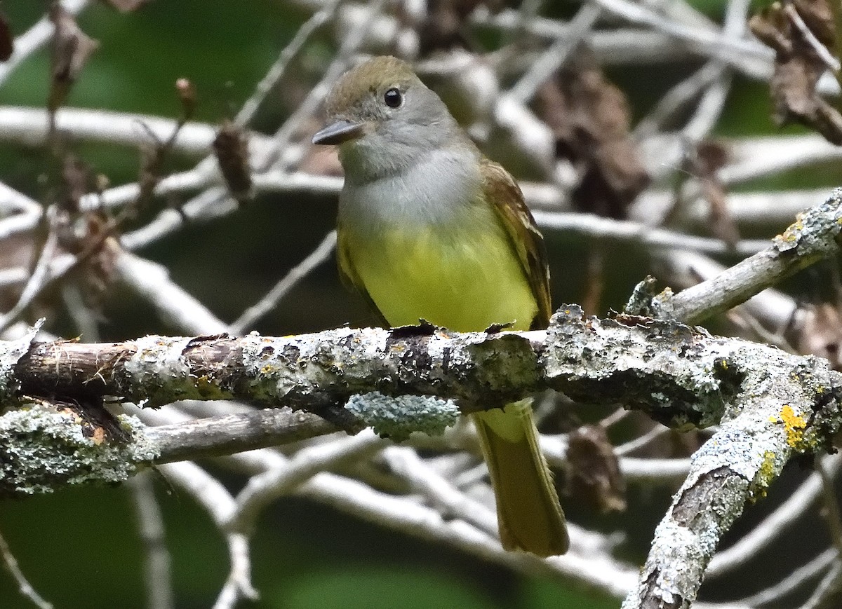 Great Crested Flycatcher - ML461780601