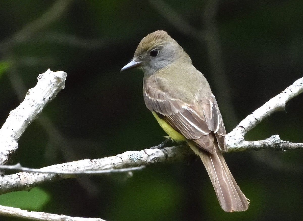 Great Crested Flycatcher - ML461780621